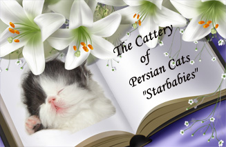 The Cattery of Persian Cats «Starbabies»