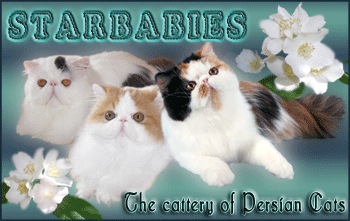 The Cattery of Persian Cats «Starbabies»